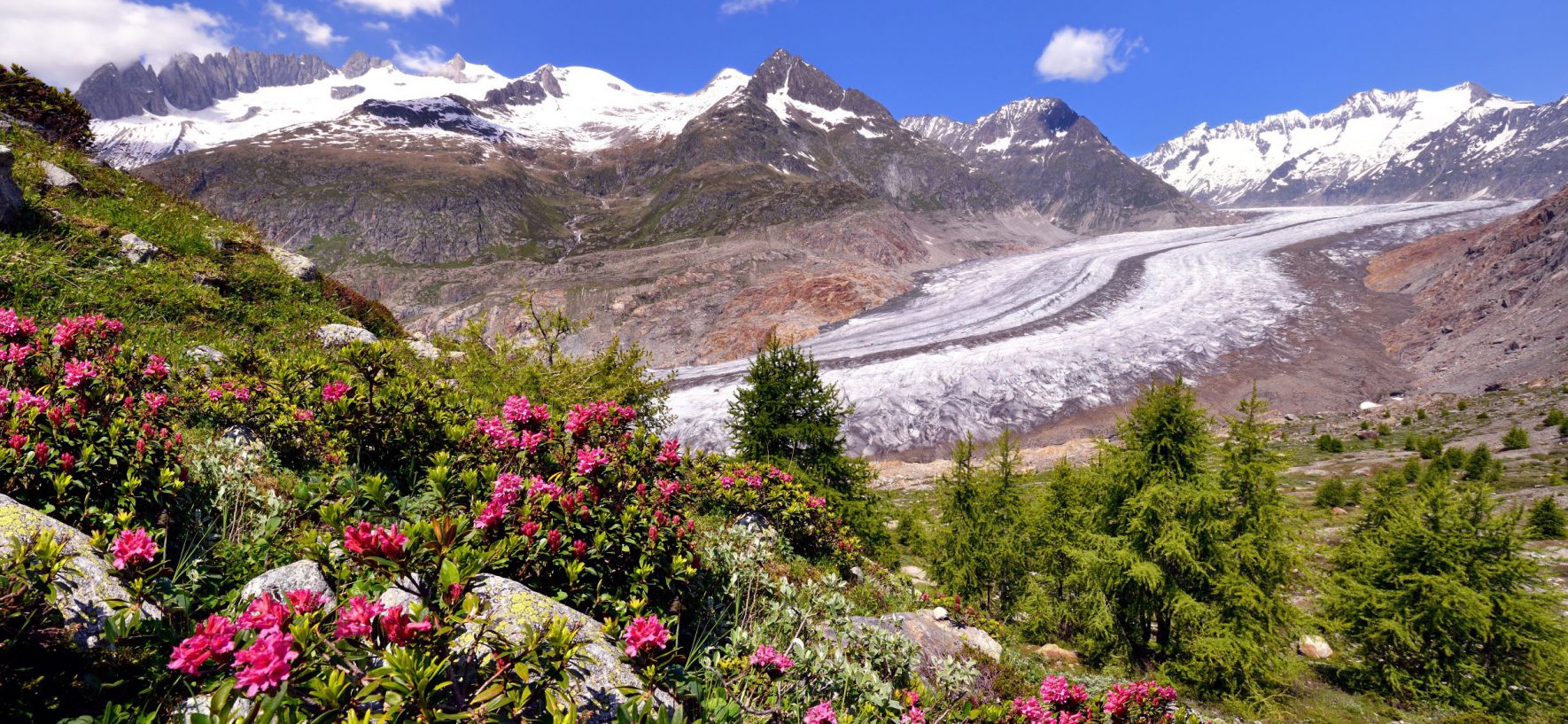 VERMÄCHTNIS UND WOHLTATEN VON SCHWEIZER ALPENPFLANZEN