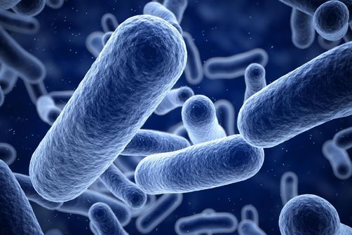 PROBIOTIQUES : ces bactéries qui vous veulent du bien !